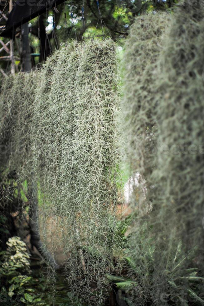 il fuoco selettivo sul muschio spagnolo cresce nelle ceramiche appese sotto la cremagliera d'acciaio nel giardino all'aperto foto