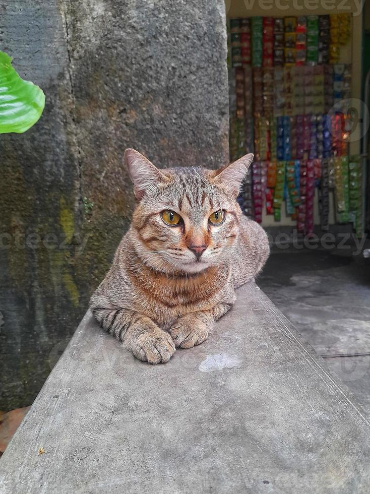 simpatico gatto pixiebob con occhi gialli sdraiato davanti casa. questa razza di gatti è un mix tra un gatto comune e una lince rossa e sembra una versione più piccola di una lince rossa. foto