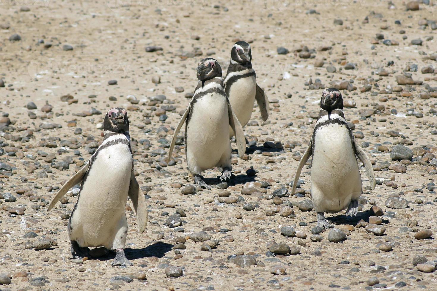 pinguino di Magellano, argentina foto