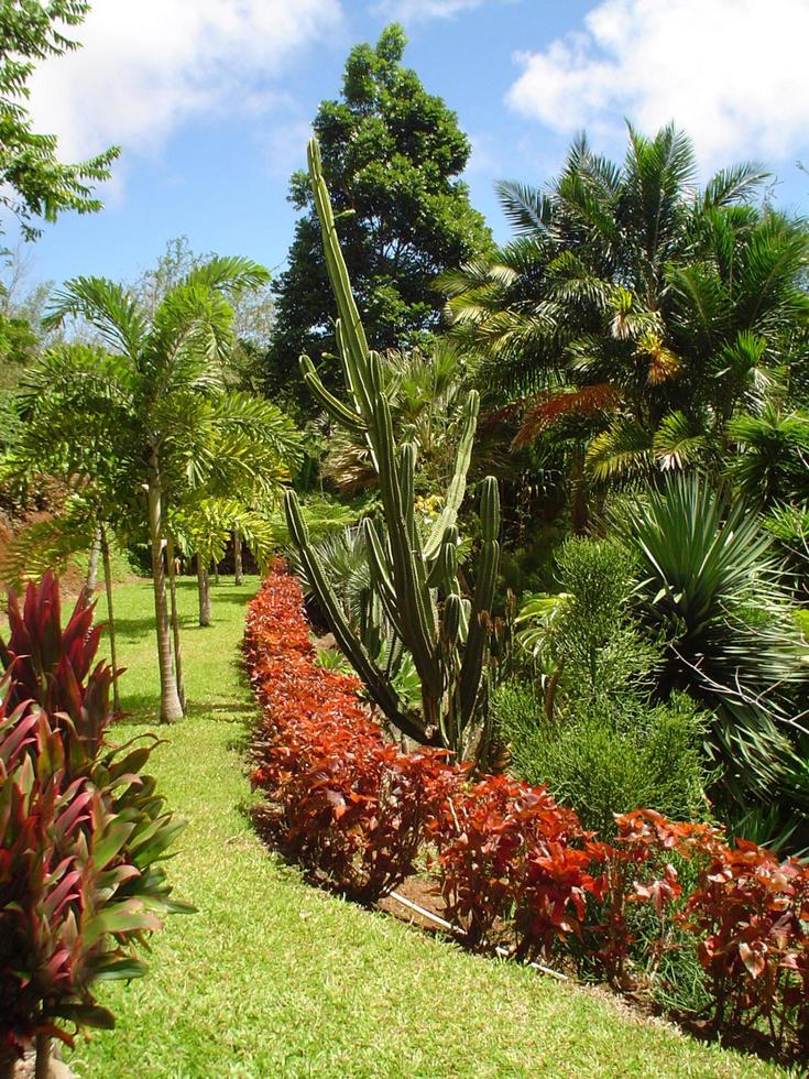 vista del giardino botanico di Maui foto