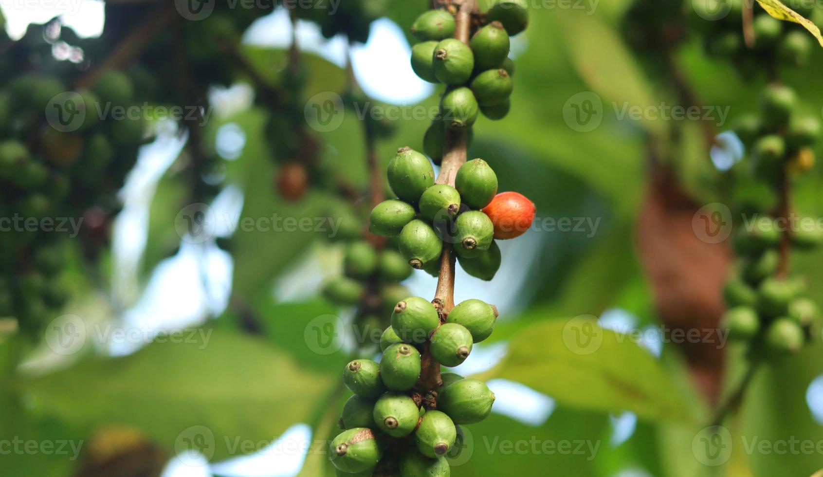 ciliegie di caffè rosse sui rami e mature così sono pronte per essere raccolte. frutta del caffè dall'isola di java indonesia. foto