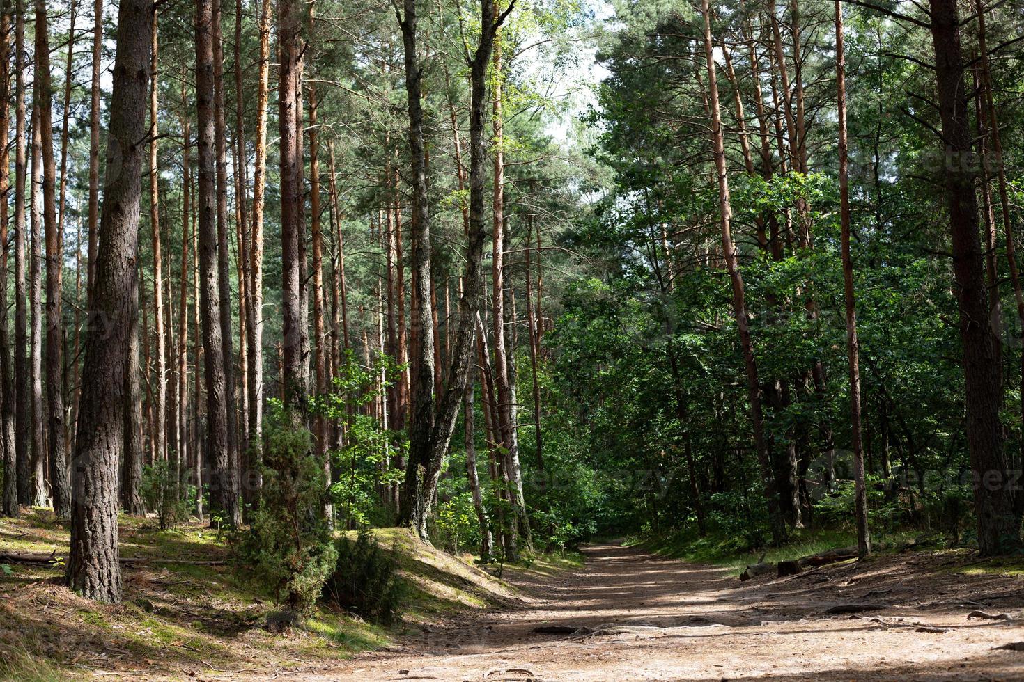 sentiero nel bosco. sentiero attraverso la foresta tra alti alberi verdi in una giornata di sole. parco nazionale kampinoski in polonia. messa a fuoco selettiva foto