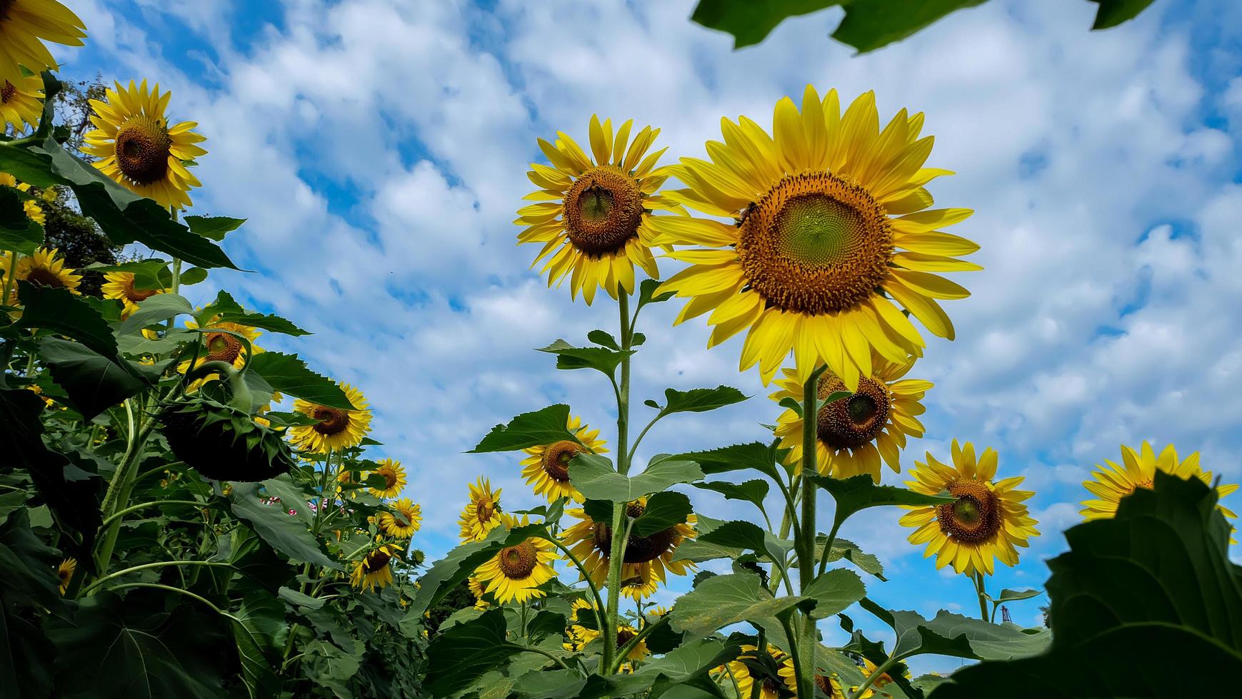 primo piano di girasole sul campo foto