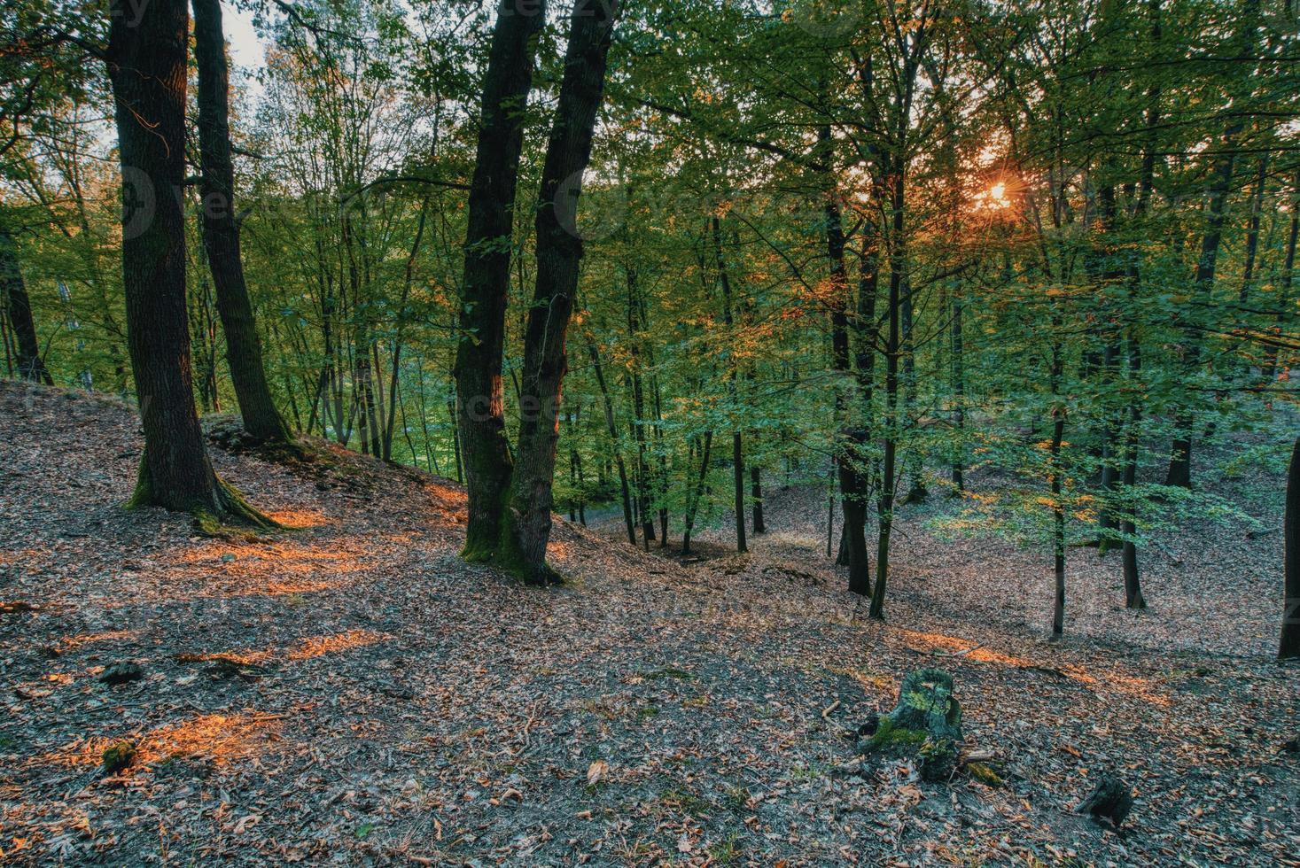 paesaggio girato nella foresta foto