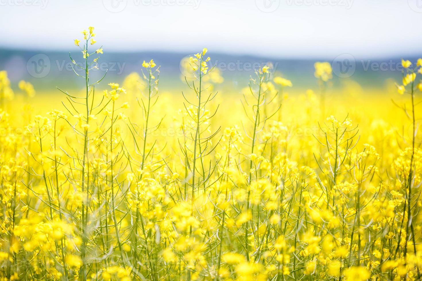 campo di bel fiore d'oro primaverile di colza primo piano su sfondo sfocato, colza colza in latino brassica napus con strada rurale e bella nuvola, colza è pianta per l'industria verde foto