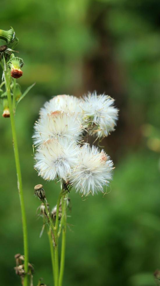 sintrong o crassocephalum crepidioides è un tipo di pianta appartenente alla tribù delle asteraceae. sfondo della natura. noto come ebolo, thickhead, ragleaf di fiori rossi o fireweed. fiore bianco da vicino. foto