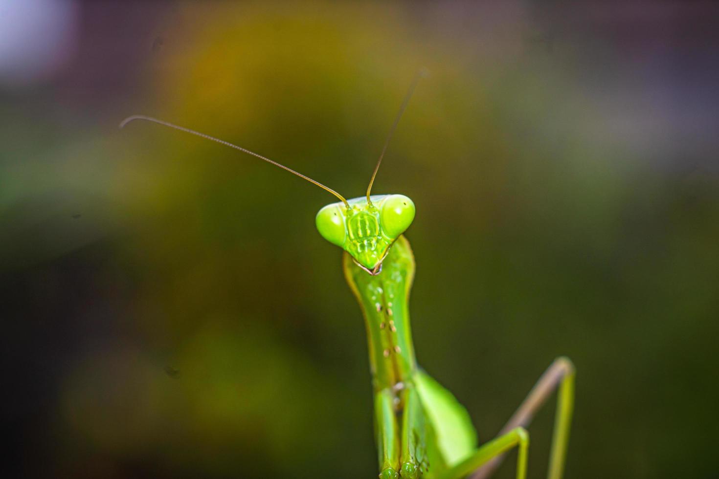 foto premium di fotografia macro insetto mantide