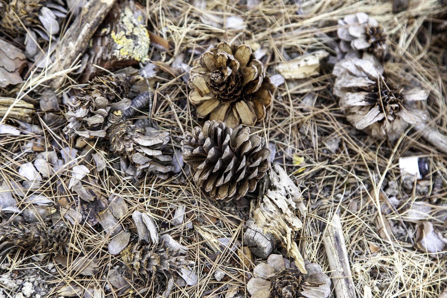 pigna essiccata nella foresta foto