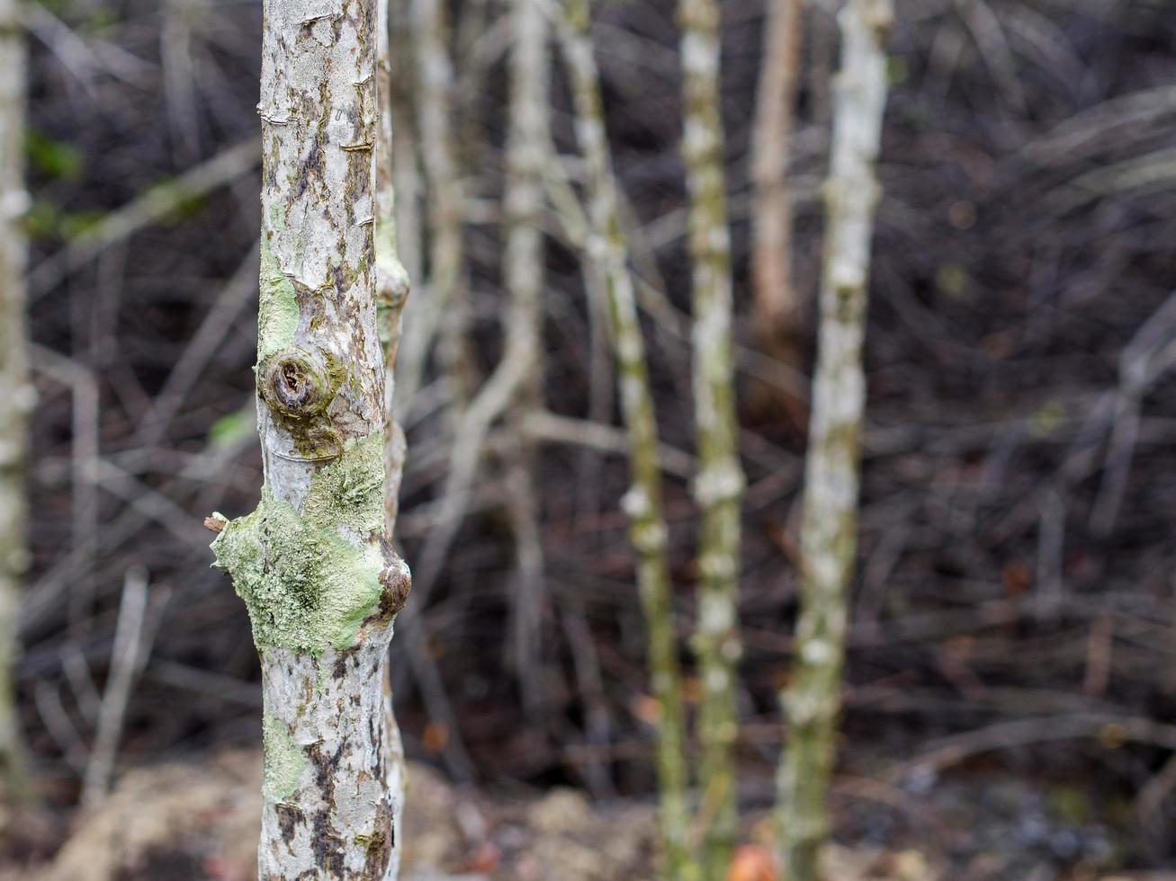 vicino su immagine di il mangrovia albero. può vedere il bellissimo struttura di legna nel il mangrovia foresta, sfondo struttura foto