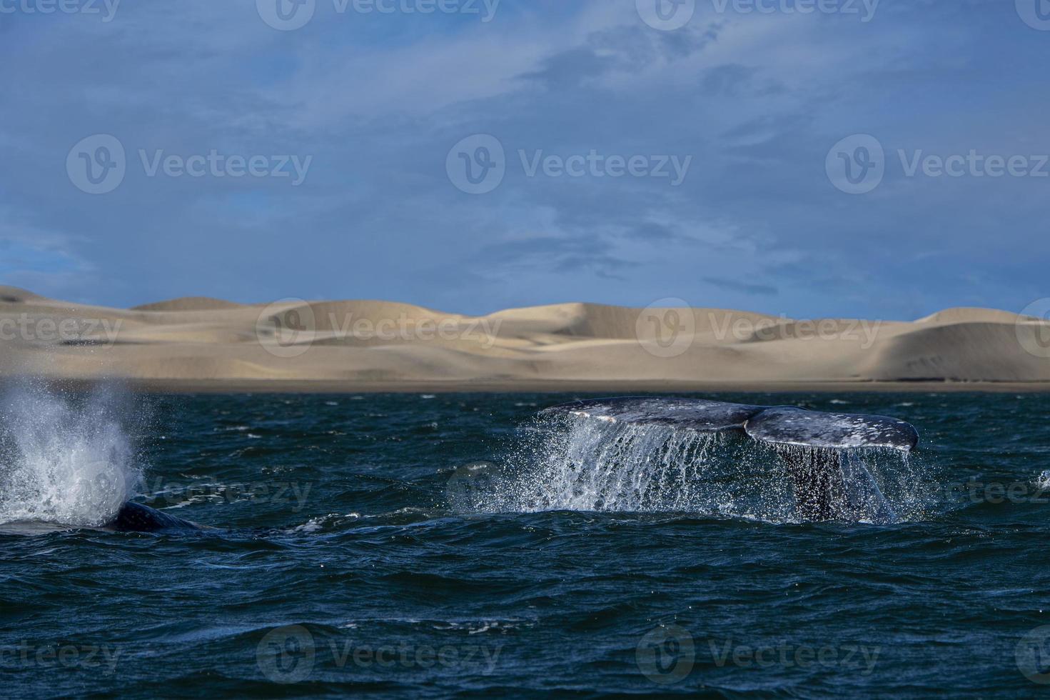 grigio balena coda andando giù nel bahia magdalena sabbia dune sfondo foto