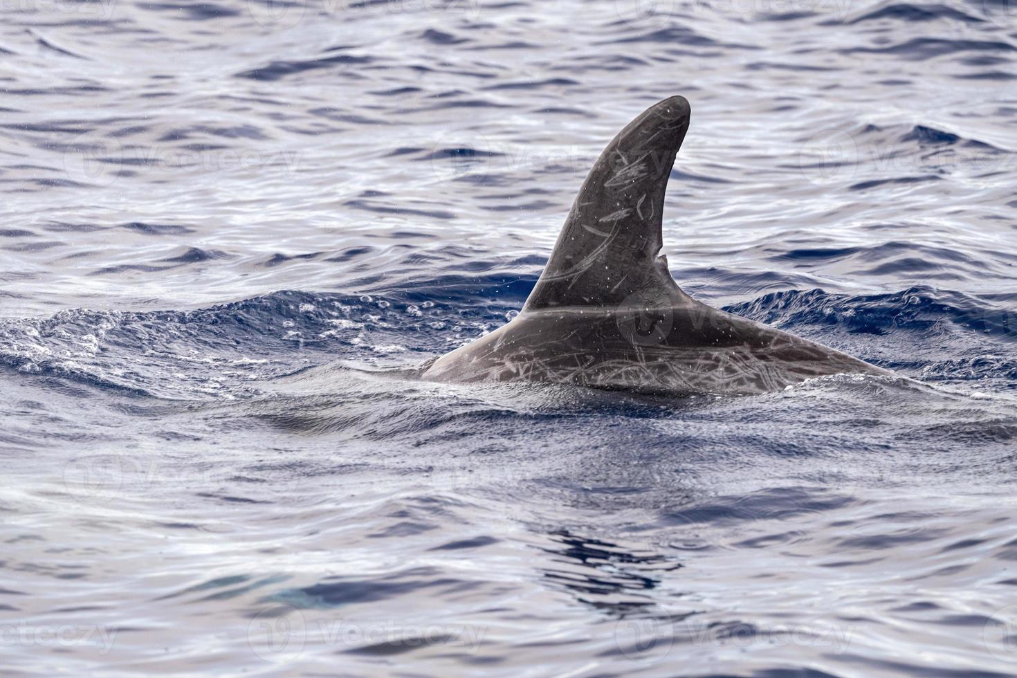 risso delfino grampus nel mediterraneo foto