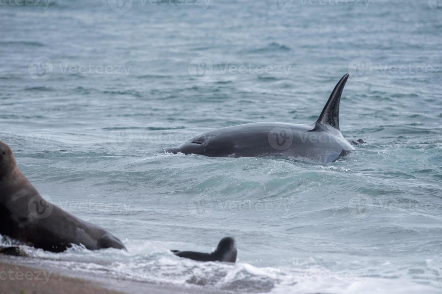 orca attacco un' foca su il spiaggia foto