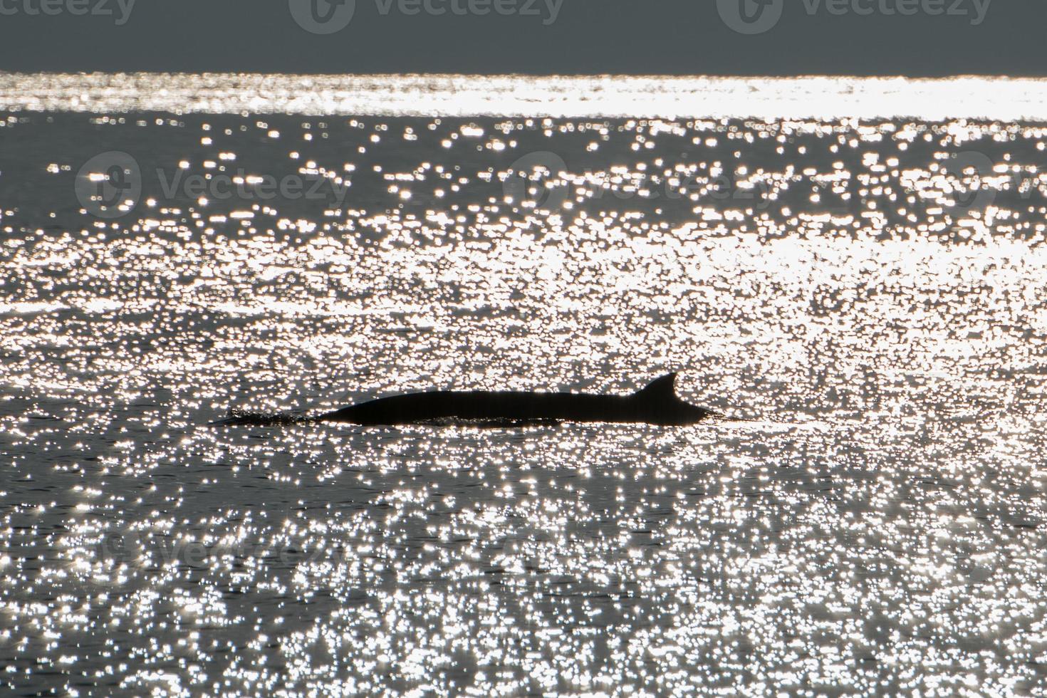 raro Oca becco balena delfino ziphius cavirostri a tramonto foto