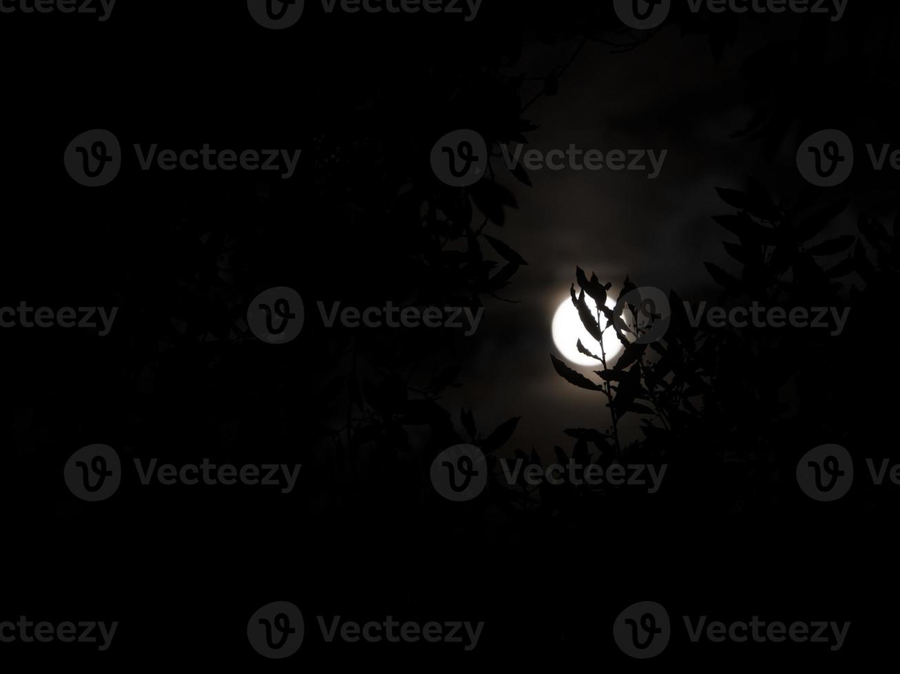 pieno Luna su nero albero rami foto