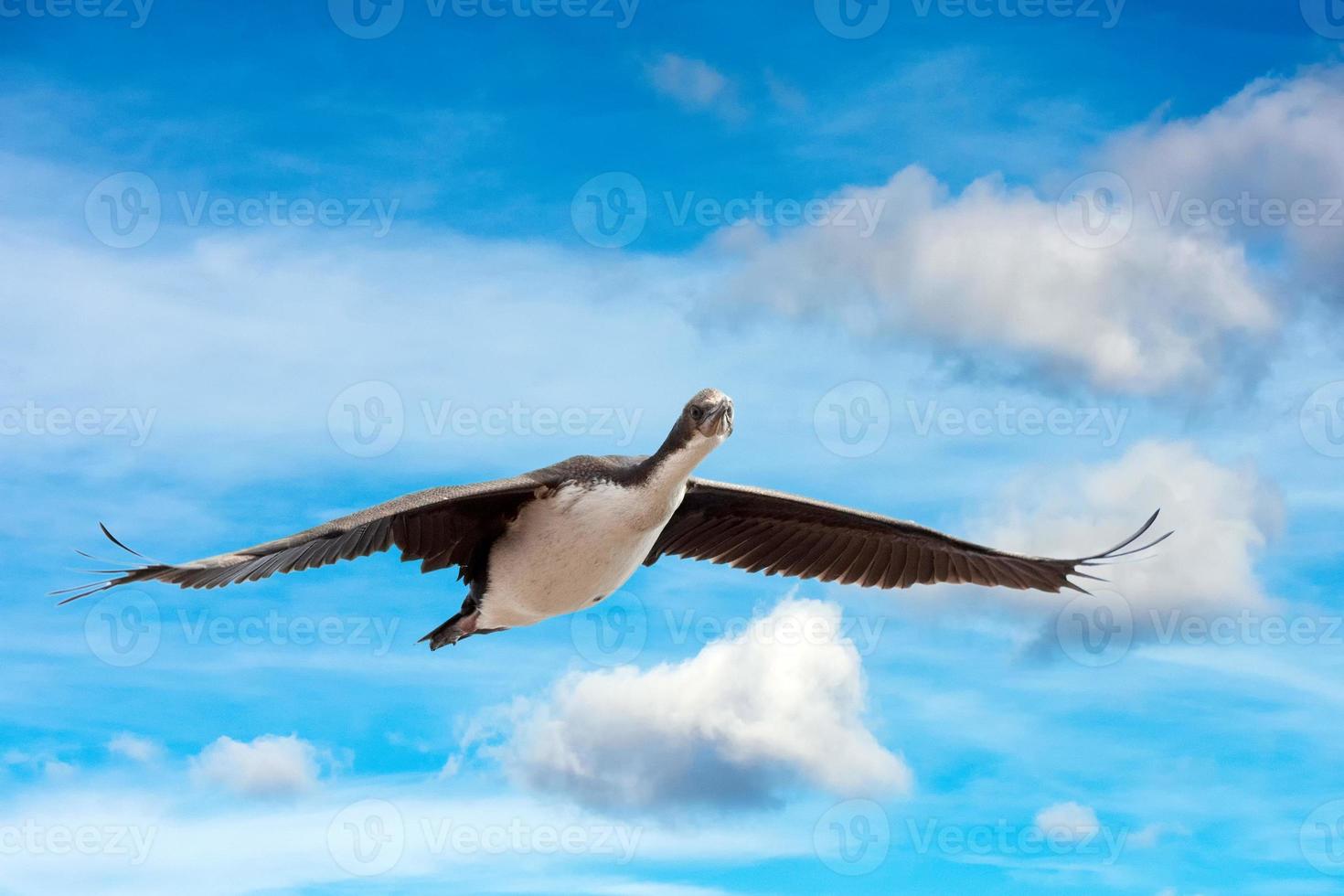 cormorano spruzzi su il mare foto