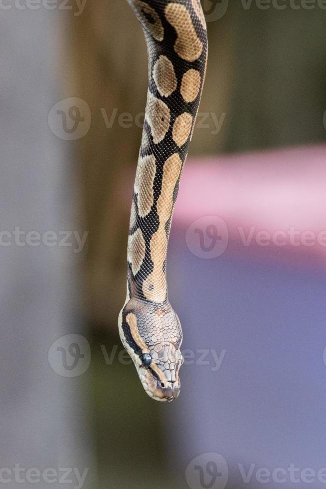 pitone serpente ritratto In arrivo per voi foto