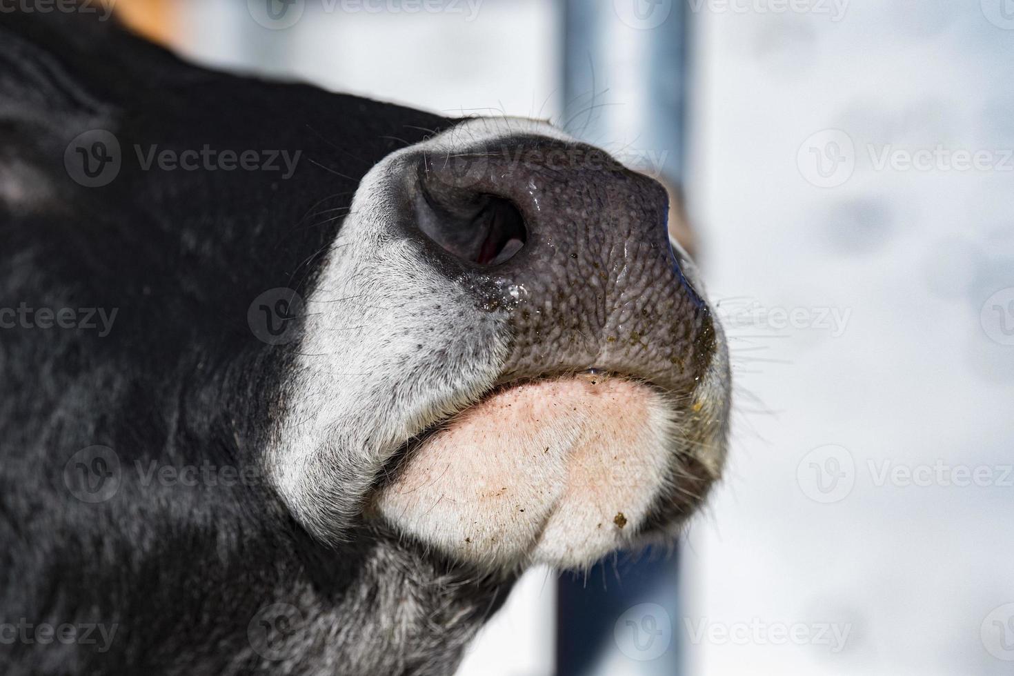 mucca bagnato naso vicino su dettaglio foto