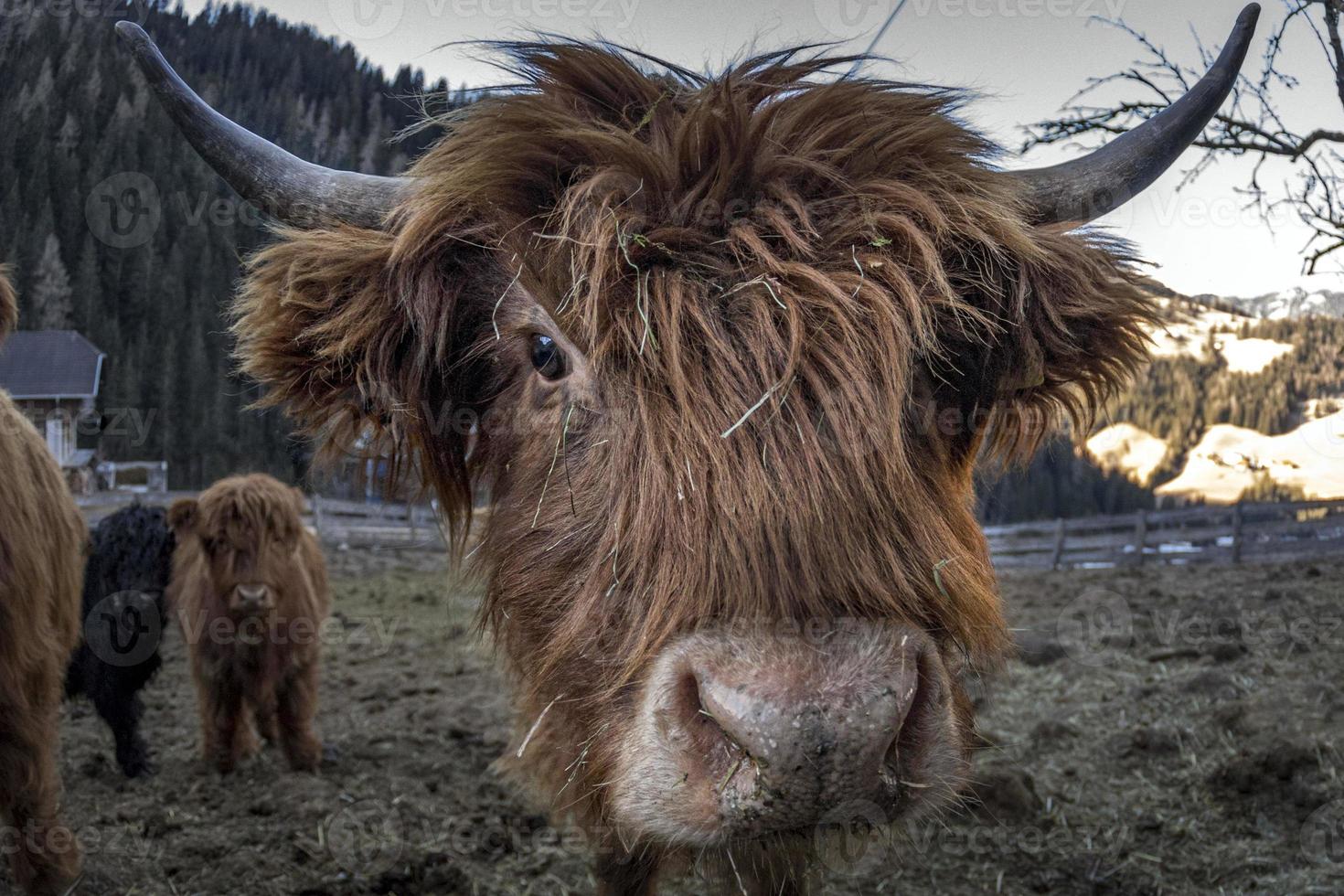 montanaro Scozia peloso mucca congelato naso foto