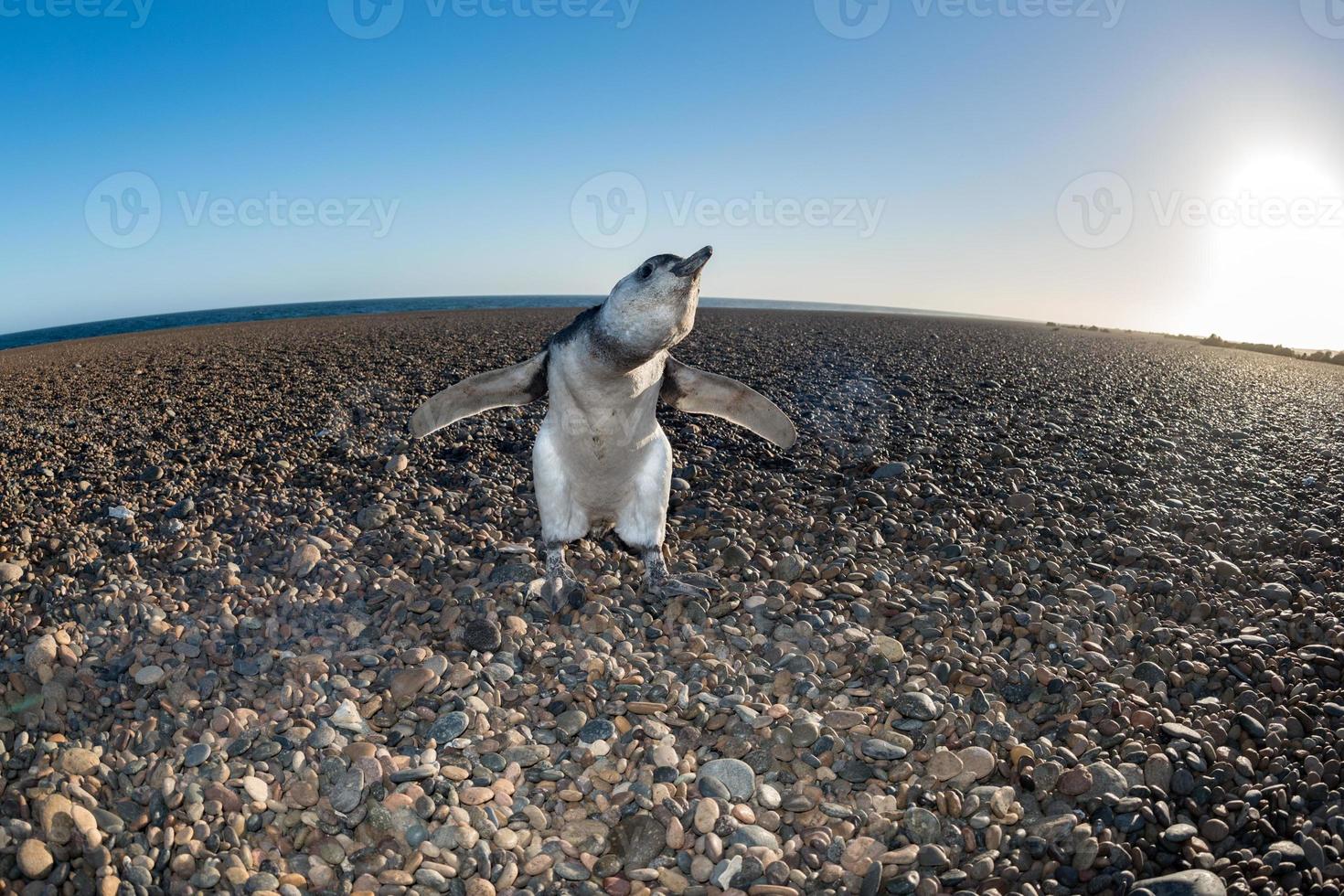 bambino patagonia pinguino vicino su ritratto foto