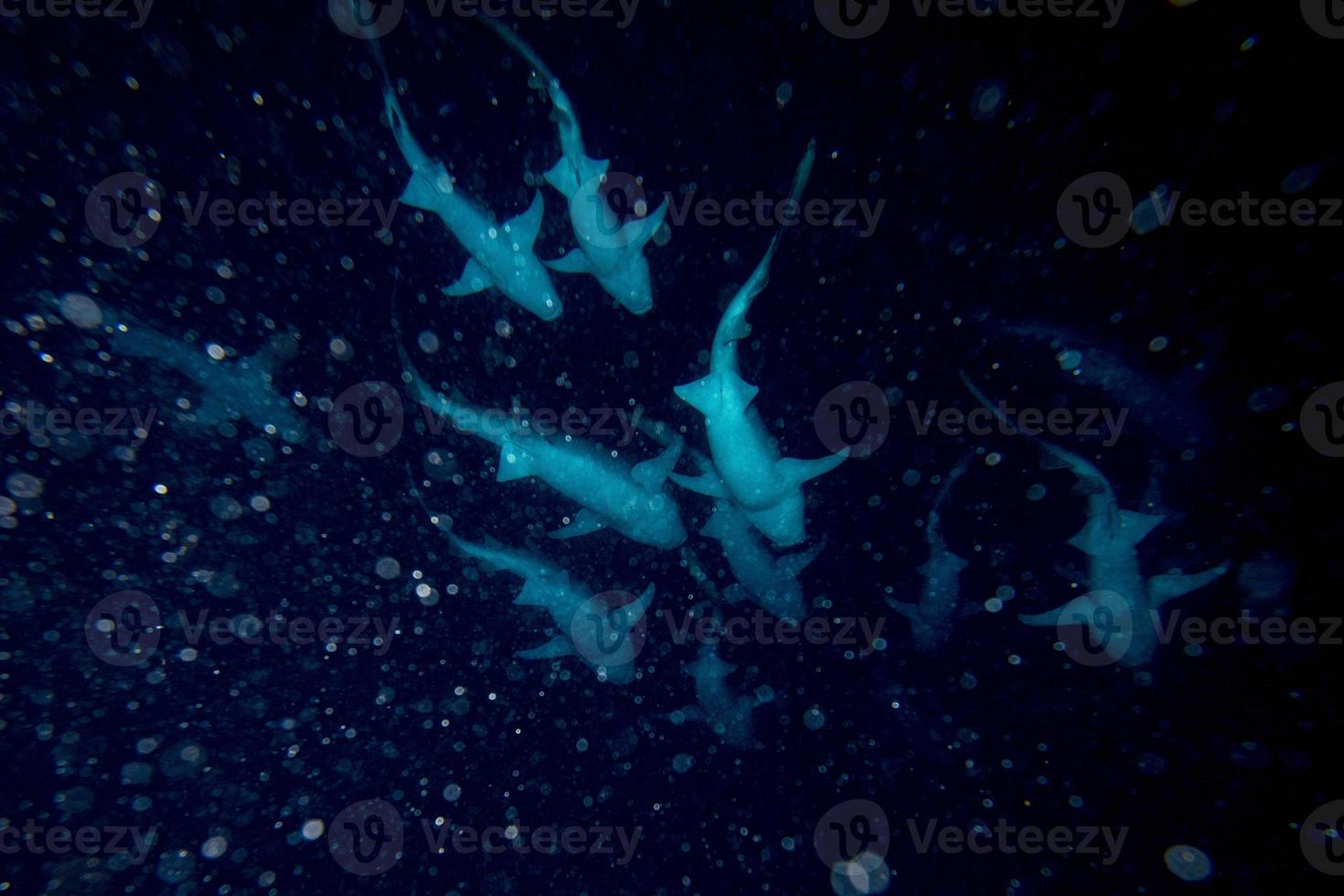 immersione nel squalo infestato acqua a notte su alimata Maldive luogo foto