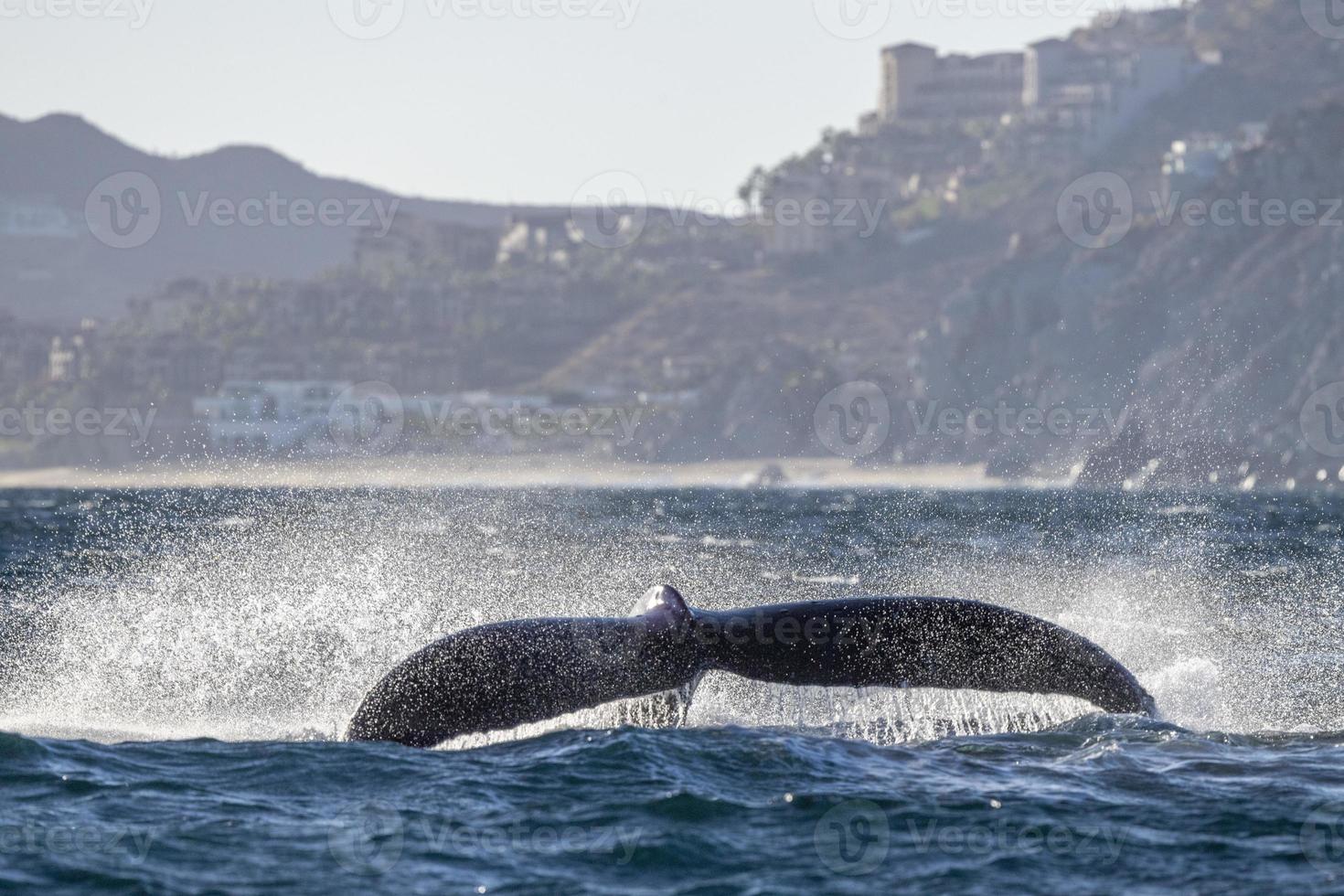 gobba balena slapping coda nel cabo san lucas foto