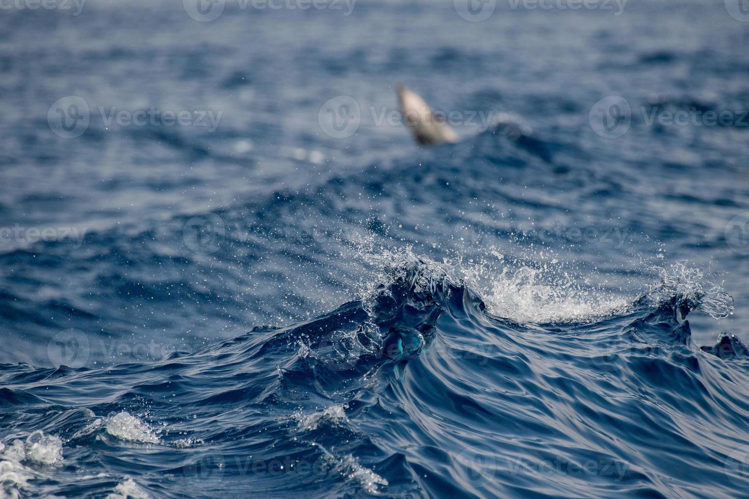 delfino mentre salto nel il in profondità blu mare foto