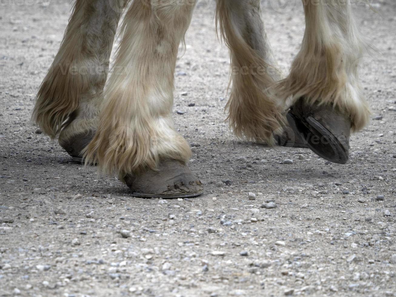 bozza Lavorando cavallo zoccolo vicino su dettaglio foto