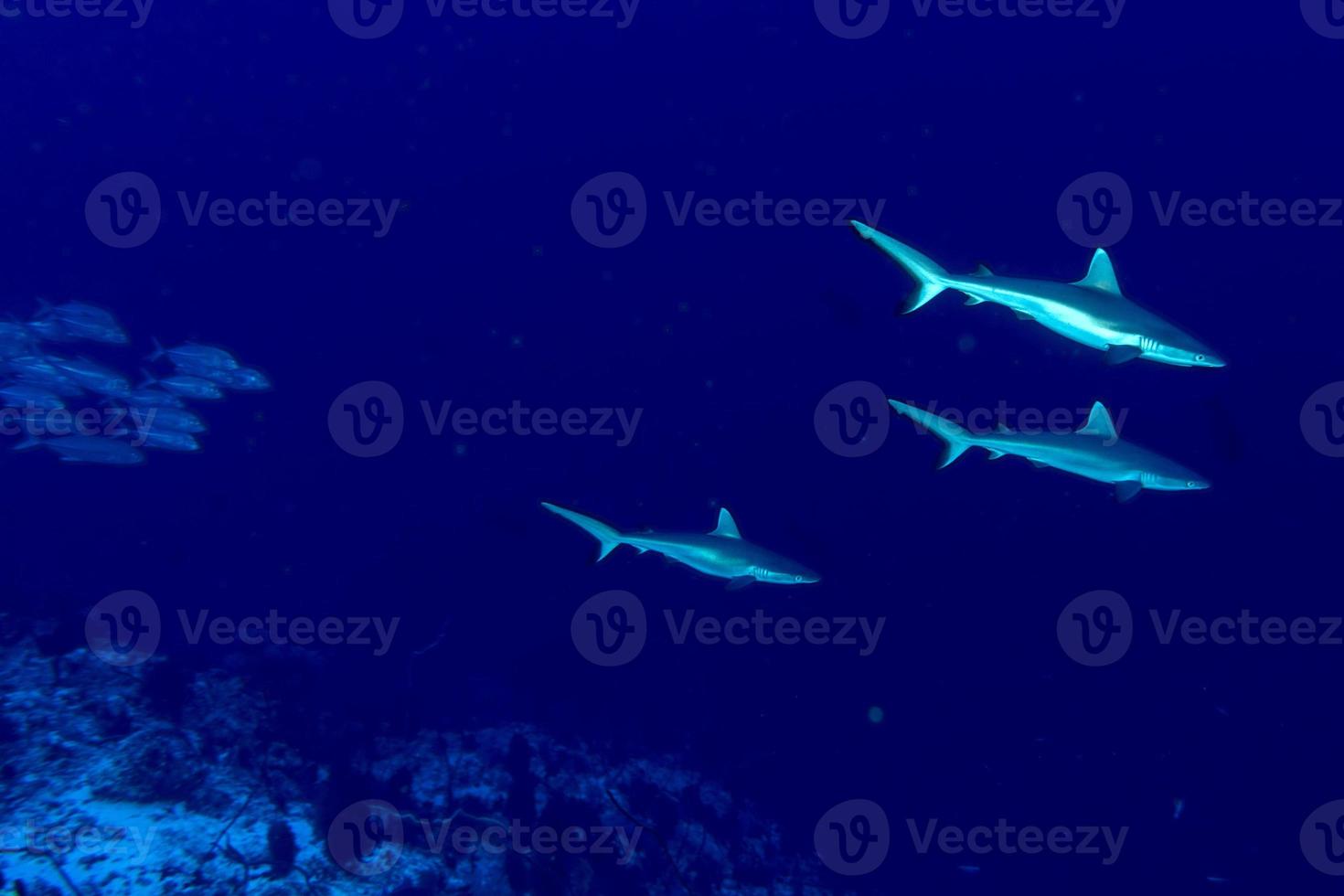 giovane neonato grigio squalo pronto per attacco subacqueo nel il blu foto