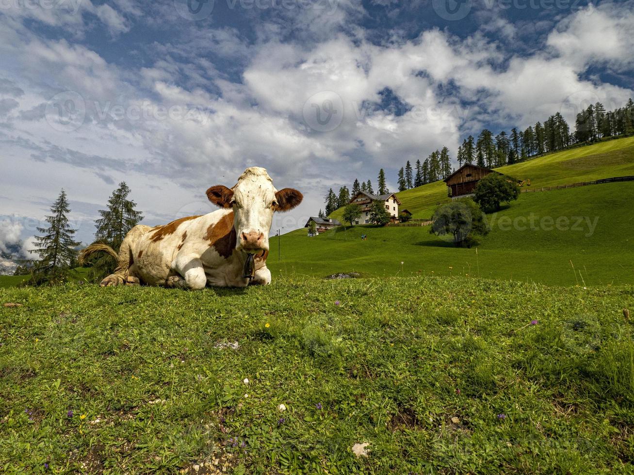 mucca nel dolomiti montagna sfondo foto