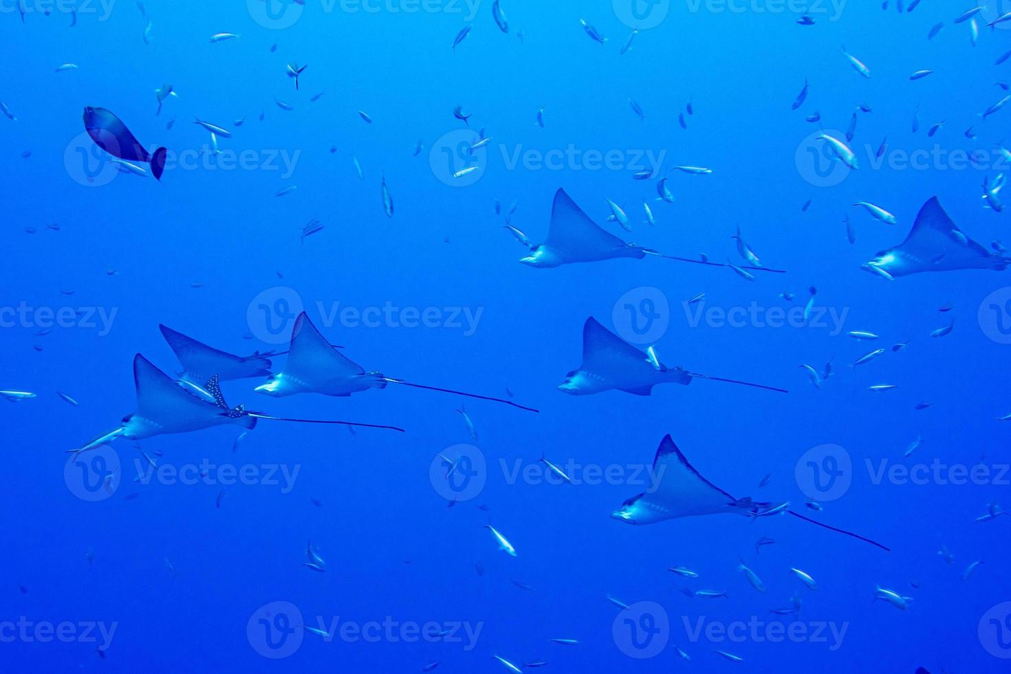 aquila raggio manta mentre immersione nel Maldive foto