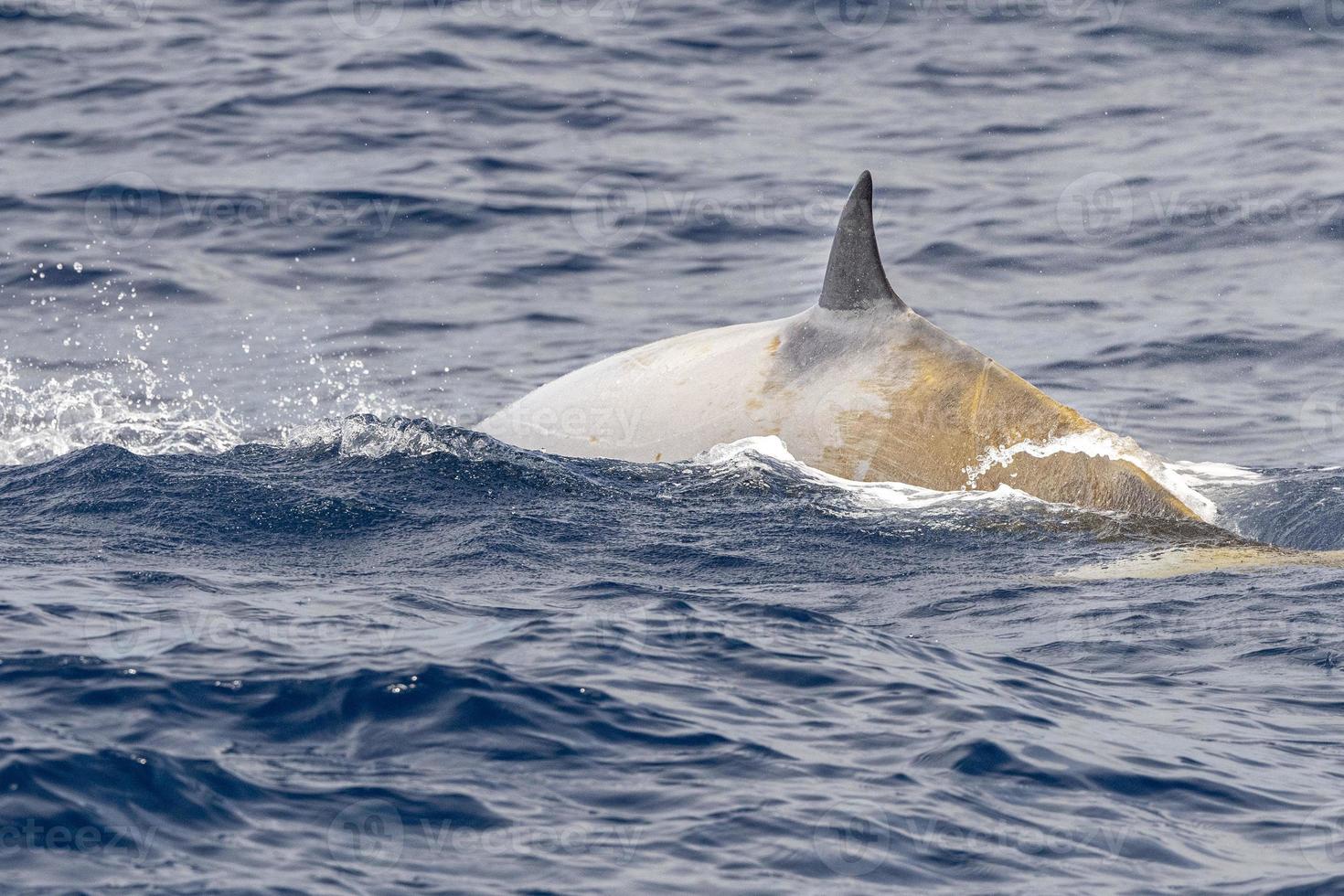 raro cuvier Oca becco balena delfino ziphius cavirostri foto