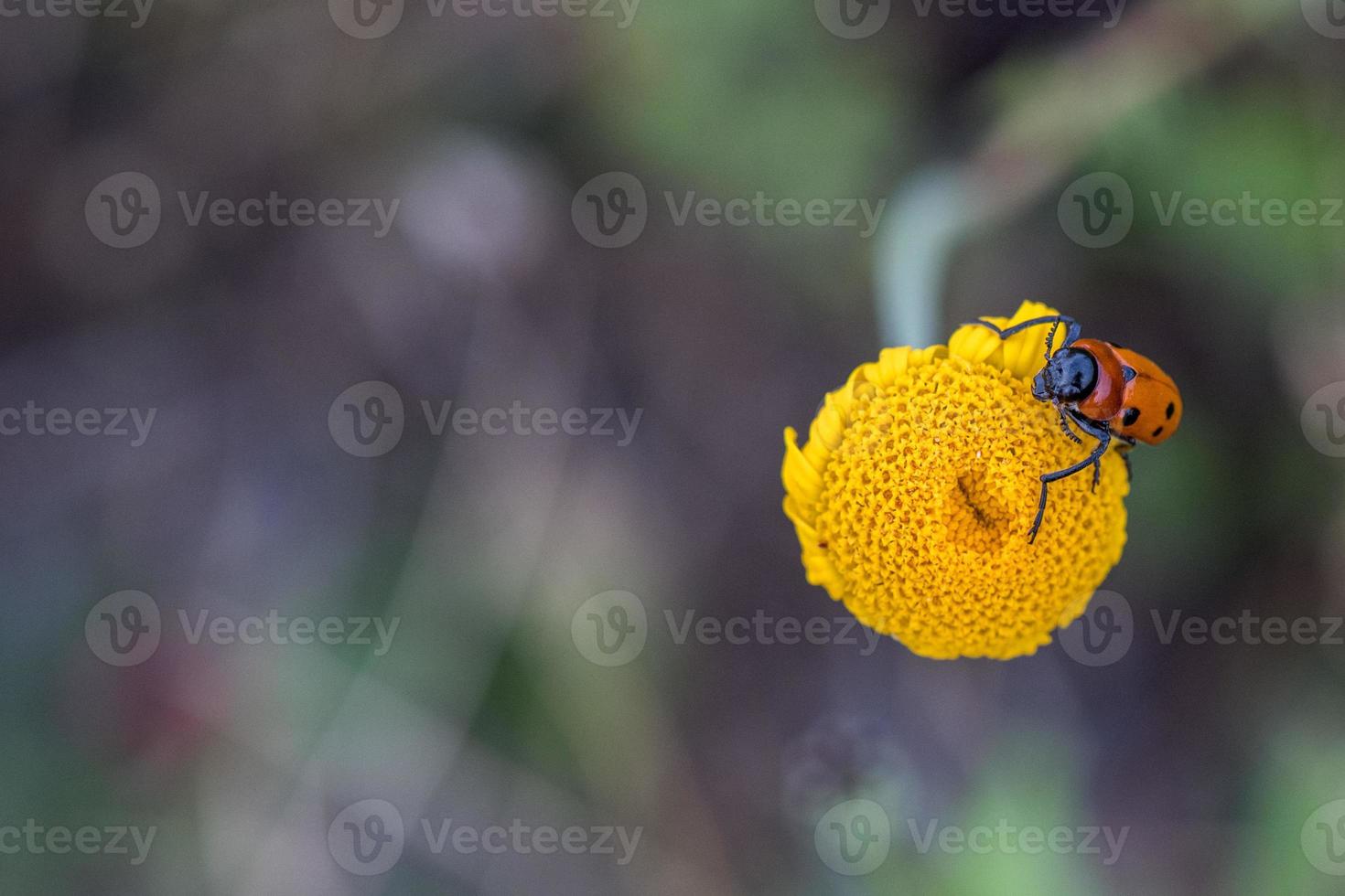 rosso e verde cricket su giallo margherita fiore foto