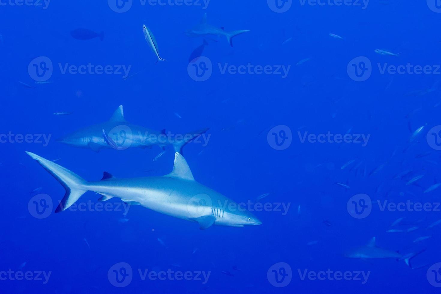 grigio squalo pronto per attacco subacqueo foto