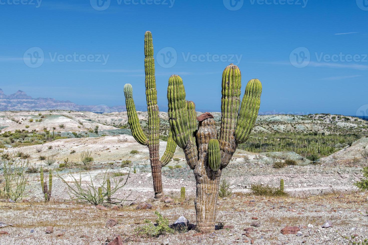 California gigante deserto cactus vicino su foto