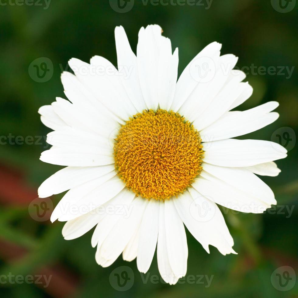 testa di decorativo occhio di bue margherita fiore foto