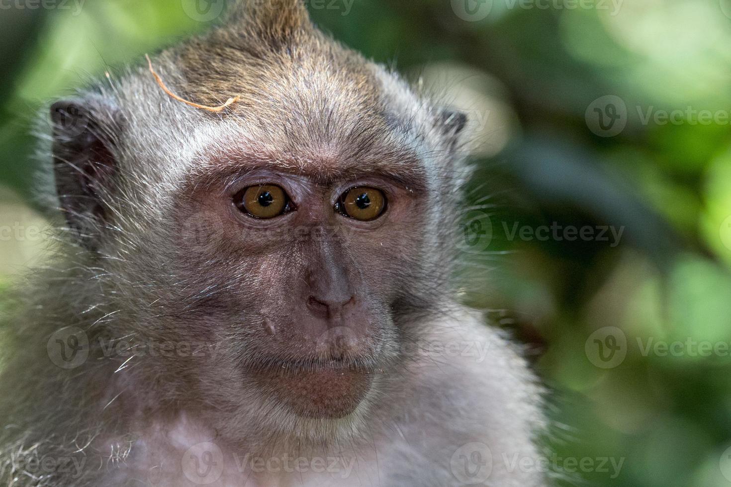 Indonesia macaco scimmia scimmia vicino su ritratto foto