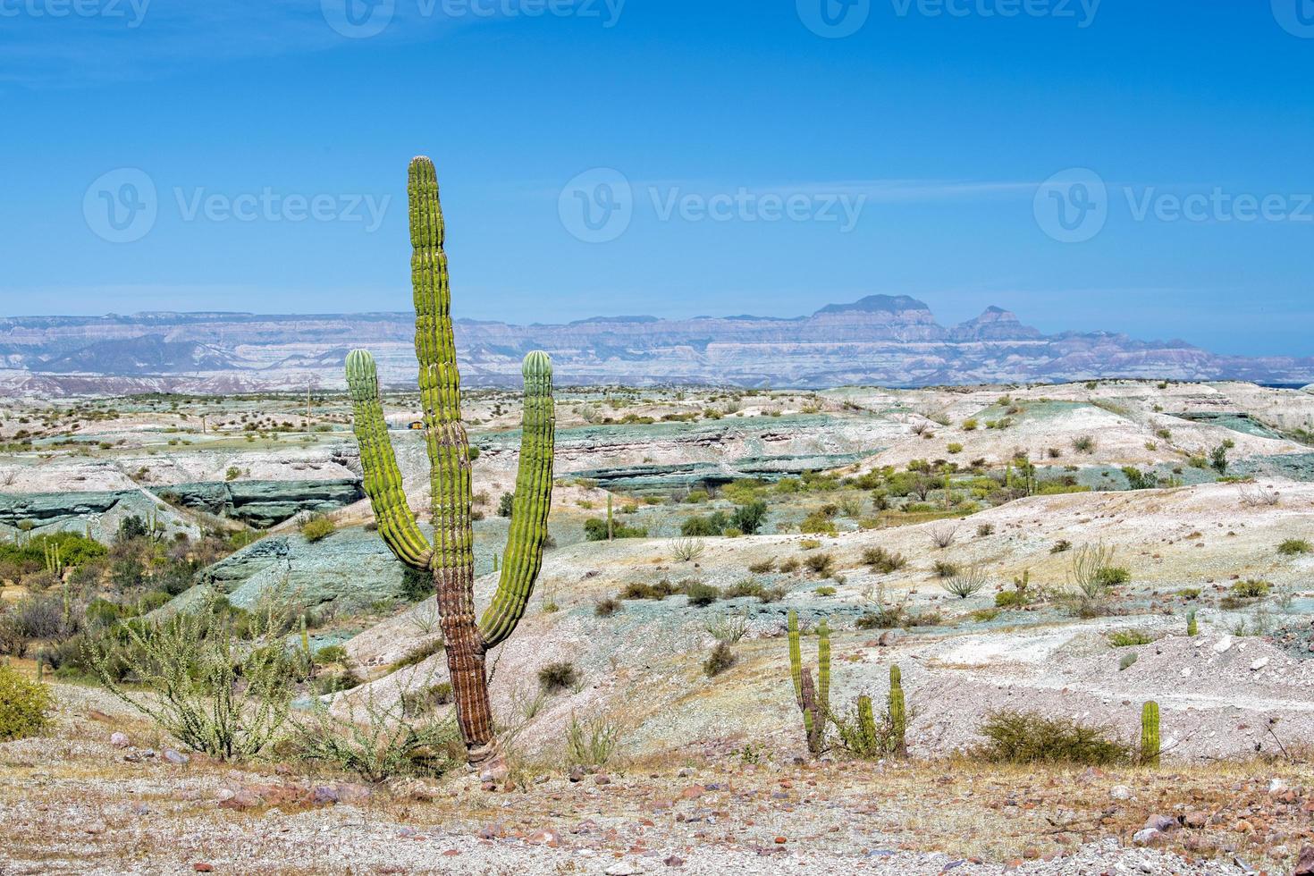 California gigante deserto cactus vicino su foto