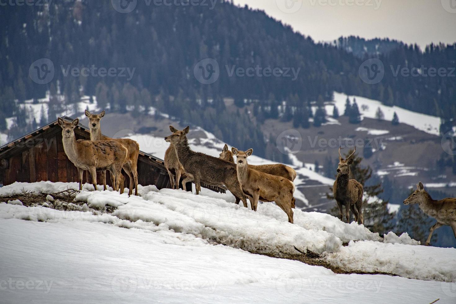 neve Cervi ritratto mentre guardare a voi foto