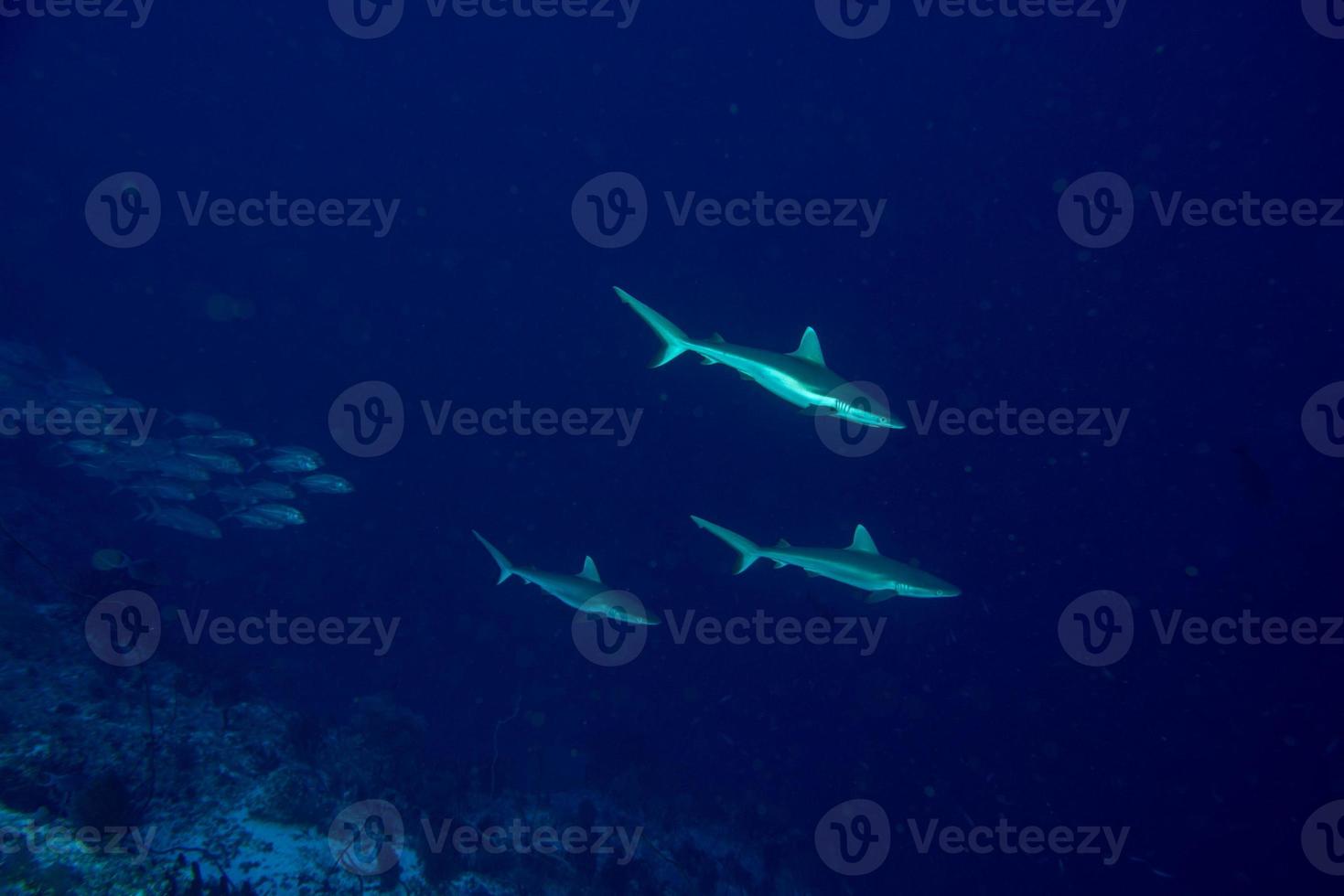 giovane grigio squalo pronto per attacco subacqueo nel il blu foto