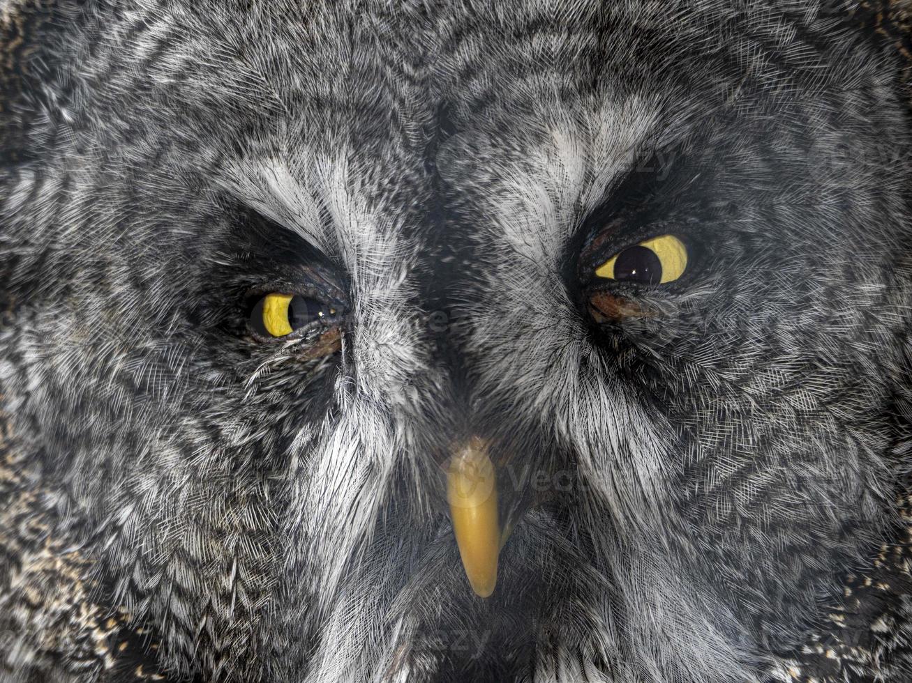 grande grigio gufo Strix nebulosa uccello vicino su occhi ritratto foto