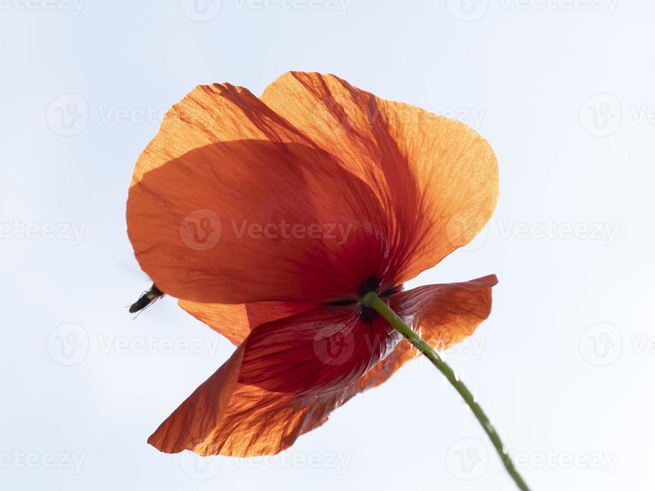 fiore di papavero rosso da vicino foto