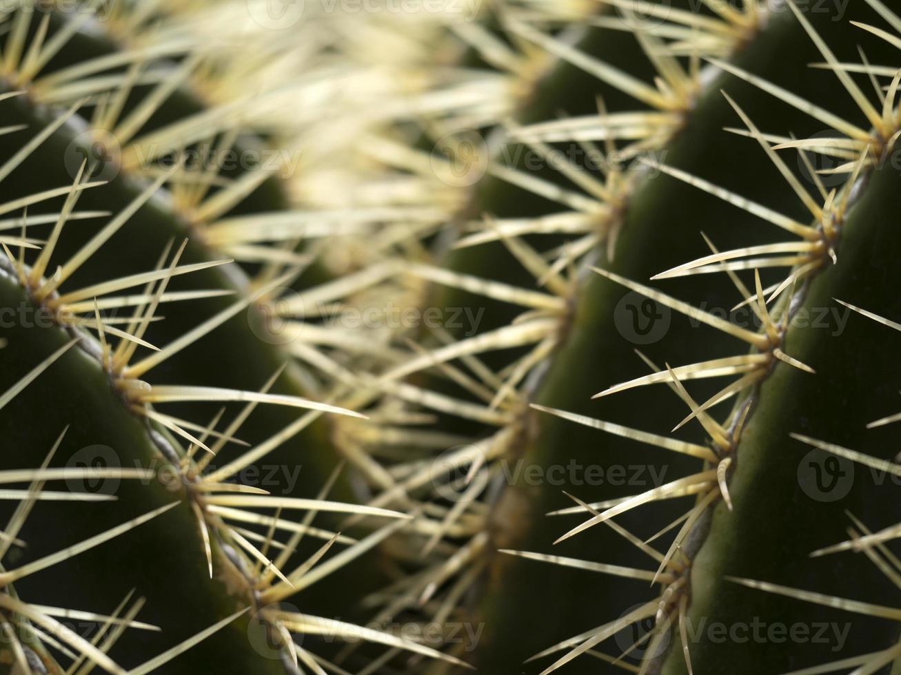 cactus vicino su dettaglio foto