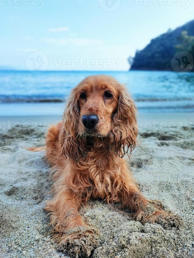 cocker spaniel cane su il spiaggia foto