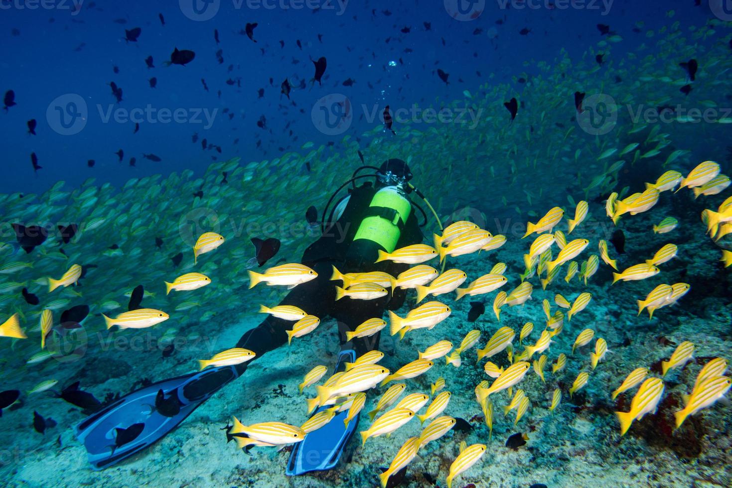 farfalla pesce mentre autorespiratore immersione nel Maldive foto