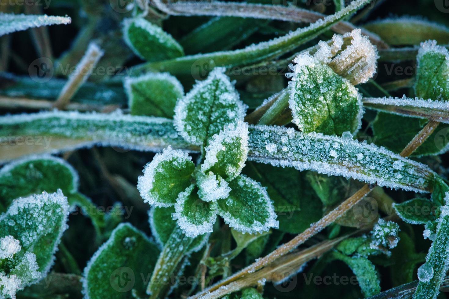 ghiaccio cristalli su ancora verde impianti. vicino su di congelato acqua. macro tiro foto