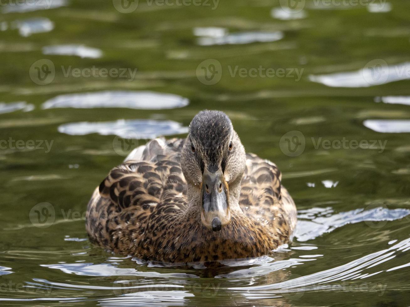 selvaggio anatra nel il lago foto