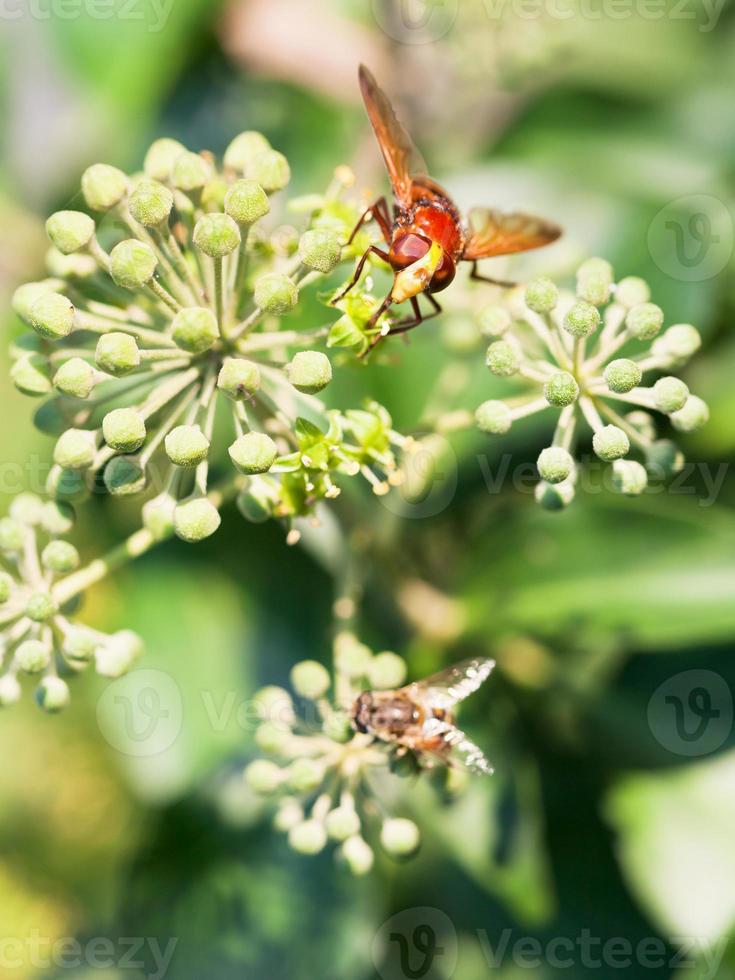 fiore volare volucella inanis su fiori di edera foto