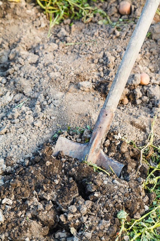 scavando di agraria campo di vanga foto