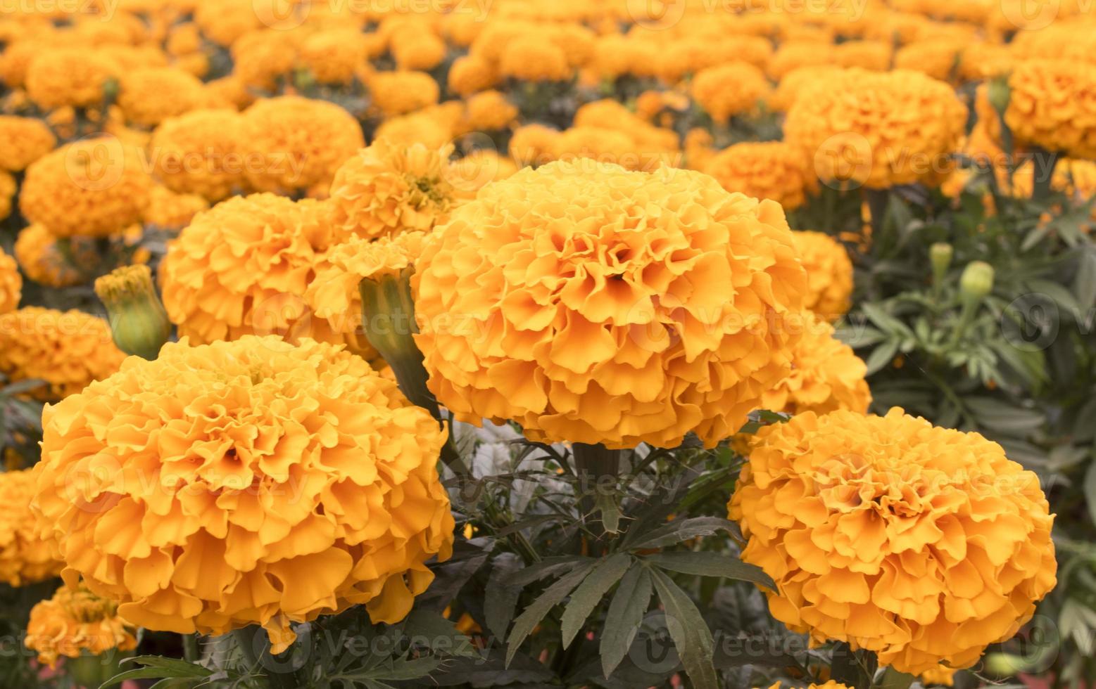 calendula arancio - fiore di cempasuchil foto
