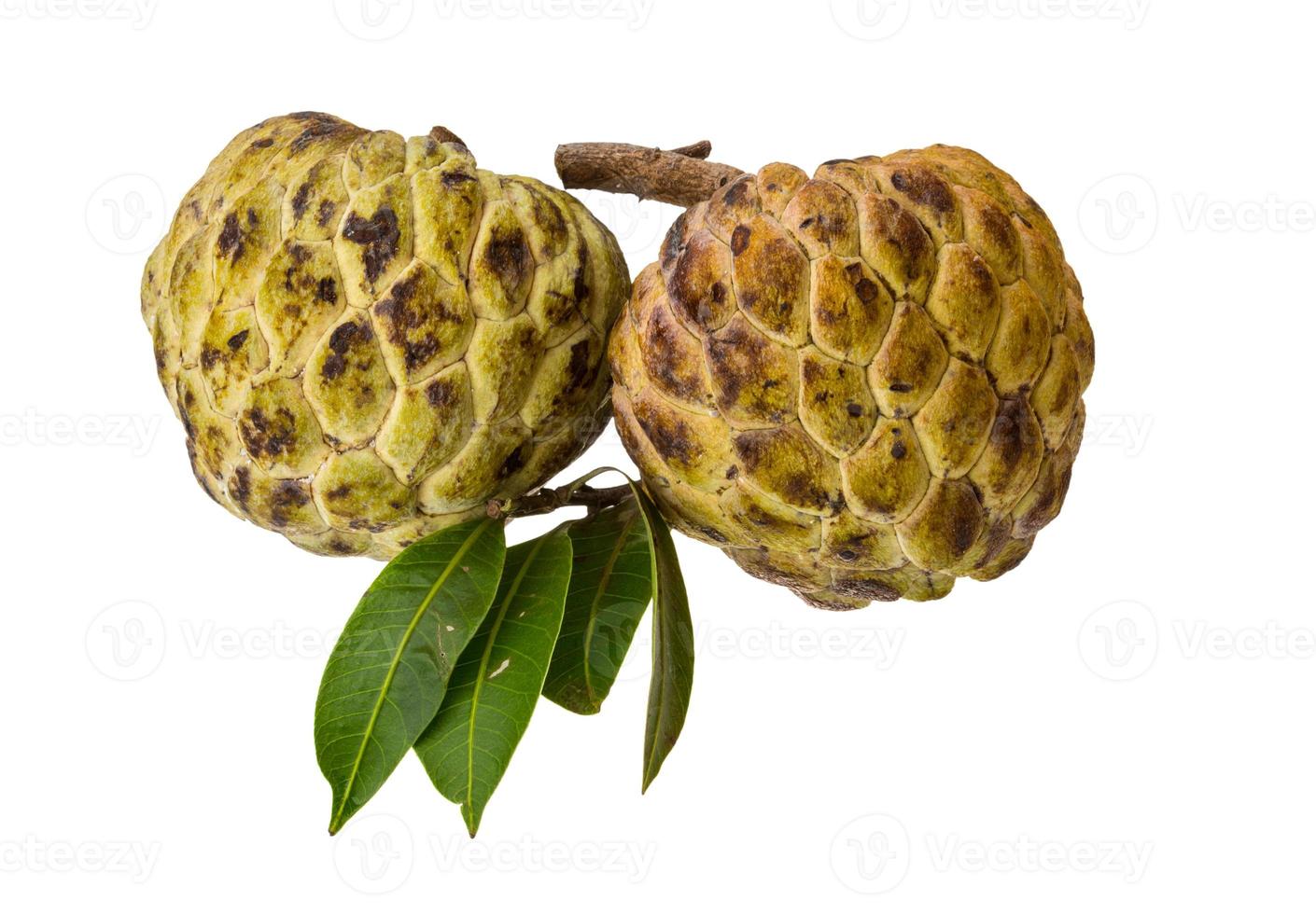 annona su sfondo bianco foto